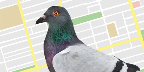 Blog-16pigeon