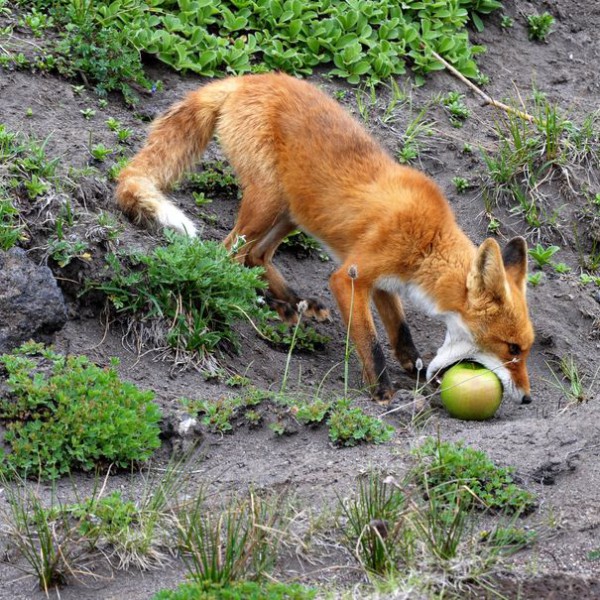 Firefox for